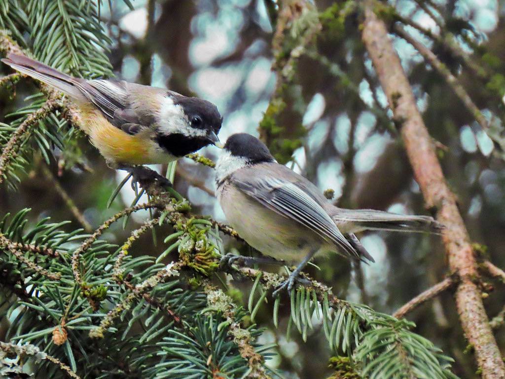 Black-capped Chickadee by Birdman of Beaverton is licensed under CC BY-SA 2.0